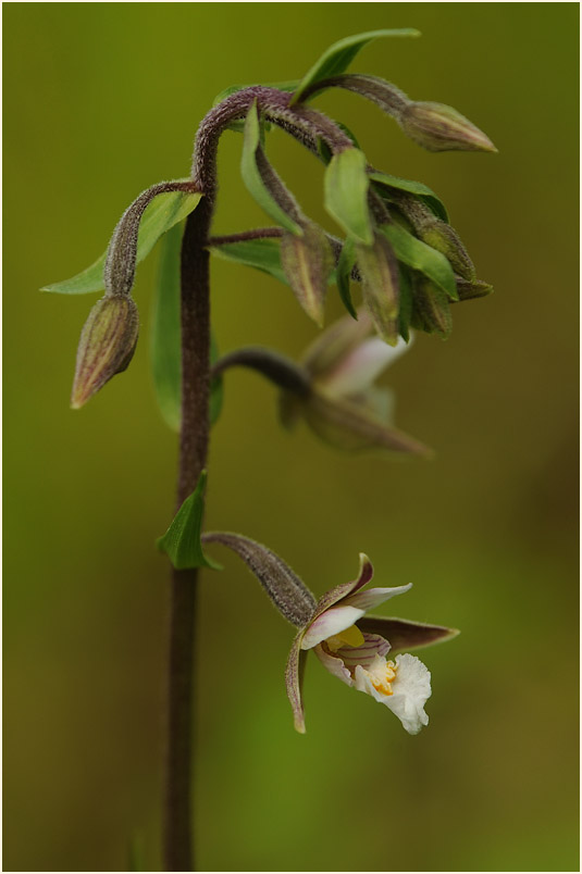 Sumpf-Stendelwurz (Epipactis palustris)