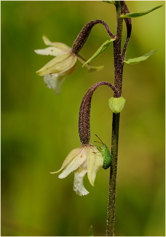 Sumpf-Stendelwurz (Epipactis palustris)