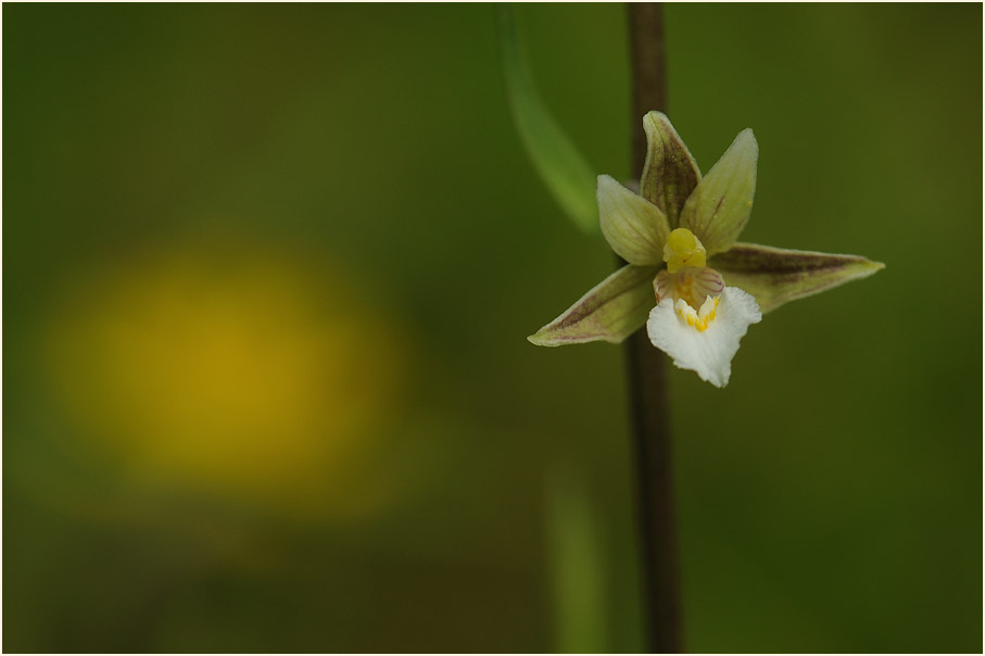 Sumpf-Stendelwurz (Epipactis palustris)