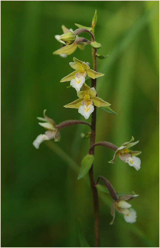 Sumpf-Stendelwurz (Epipactis palustris)