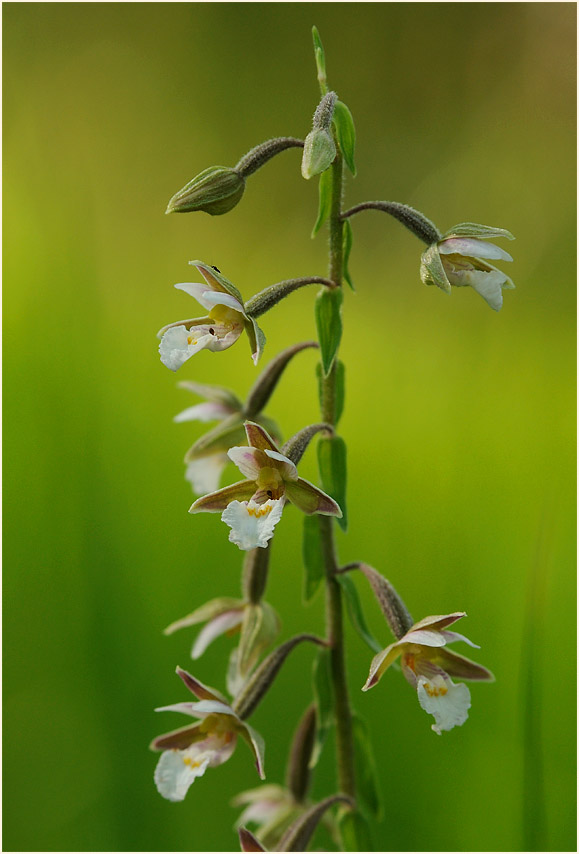 Sumpf-Stendelwurz (Epipactis palustris)