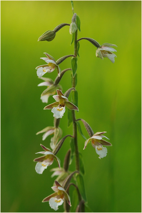 Sumpf-Stendelwurz (Epipactis palustris)