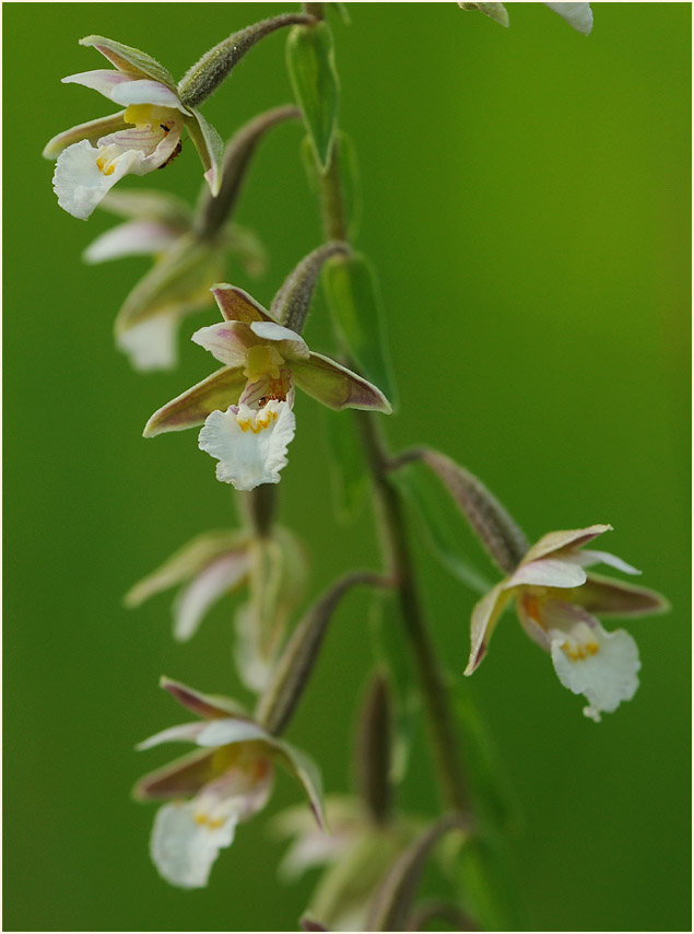 Sumpf-Stendelwurz (Epipactis palustris)