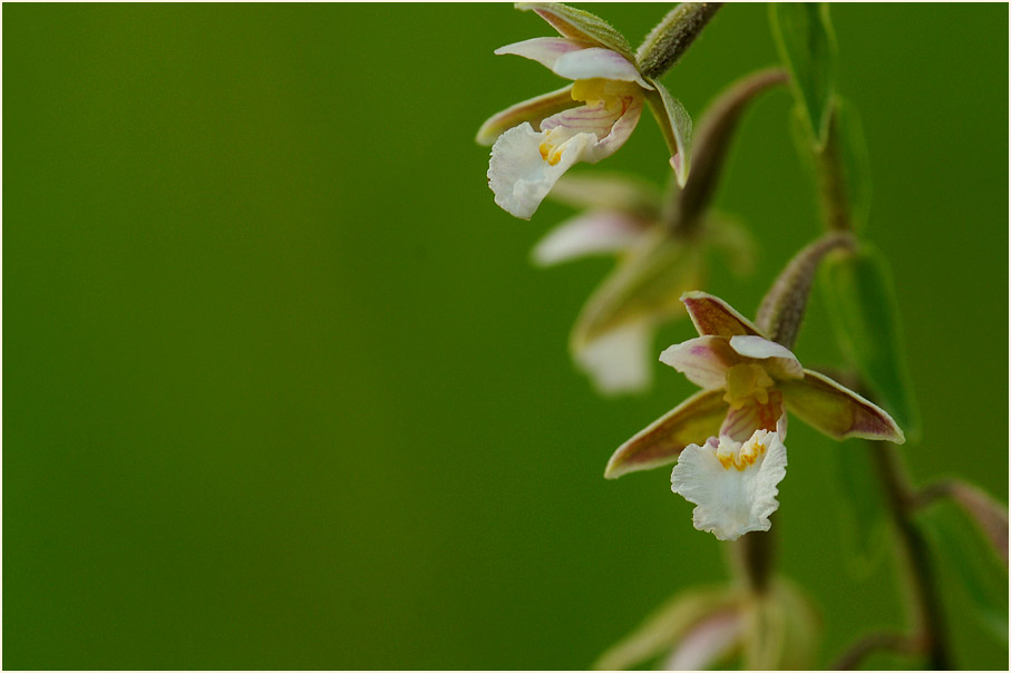 Sumpf-Stendelwurz (Epipactis palustris)