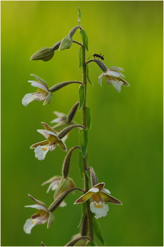 Sumpf-Stendelwurz (Epipactis palustris)