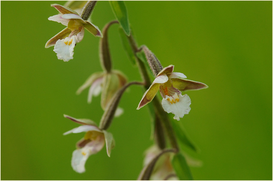 Sumpf-Stendelwurz (Epipactis palustris)