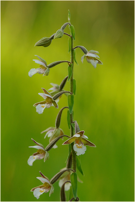 Sumpf-Stendelwurz (Epipactis palustris)