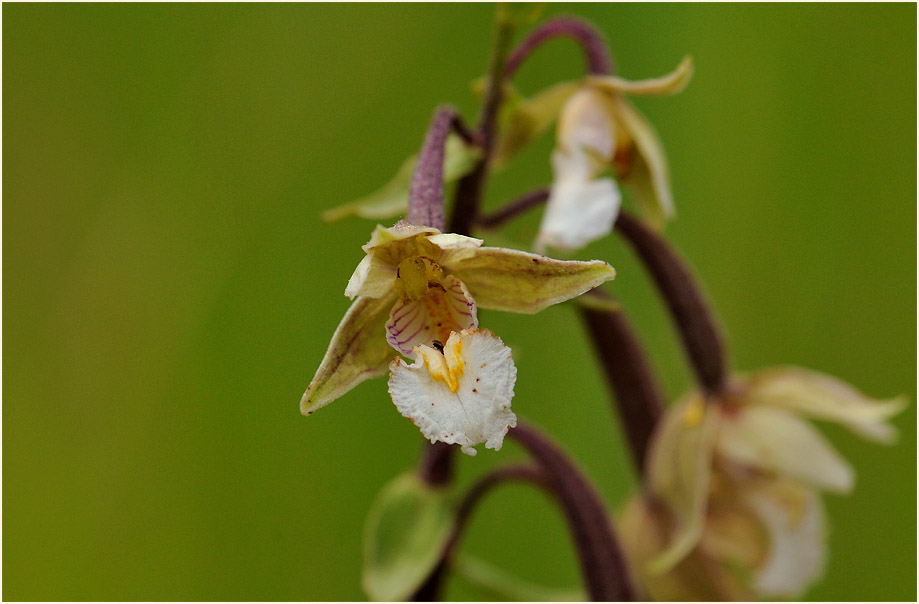 Sumpf-Stendelwurz (Epipactis palustris)