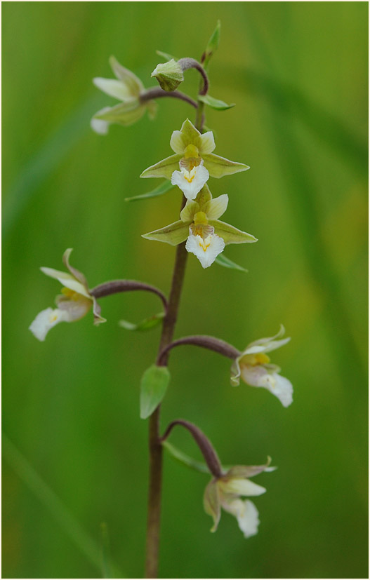 Sumpf-Stendelwurz (Epipactis palustris)