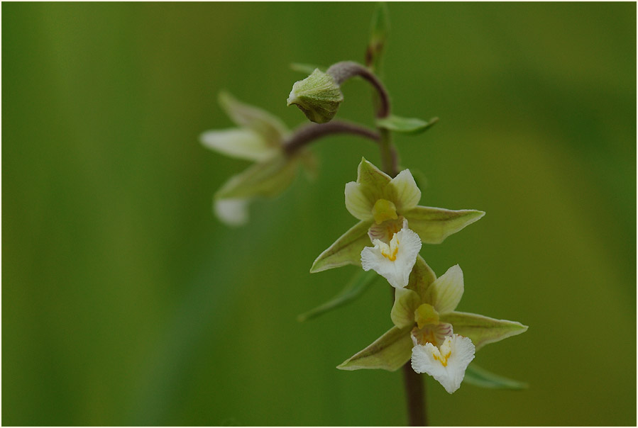 Sumpf-Stendelwurz (Epipactis palustris)