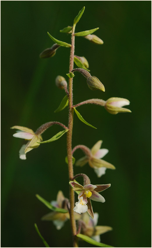 Sumpf-Stendelwurz (Epipactis palustris)