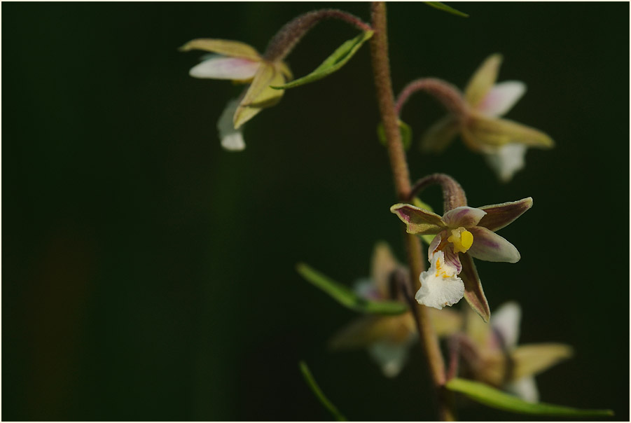 Sumpf-Stendelwurz (Epipactis palustris)