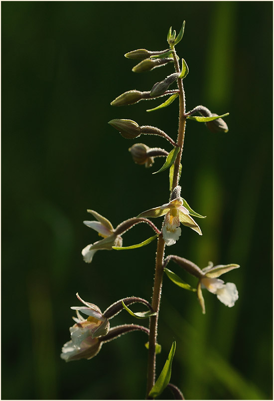 Sumpf-Stendelwurz (Epipactis palustris)