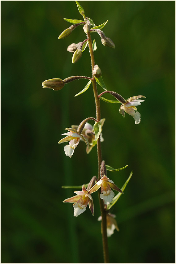 Sumpf-Stendelwurz (Epipactis palustris)