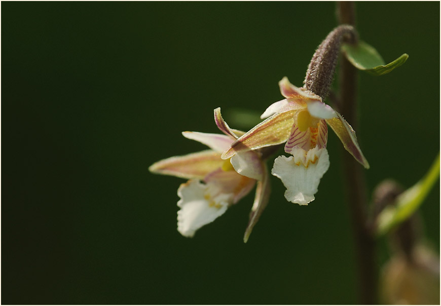 Sumpf-Stendelwurz (Epipactis palustris)