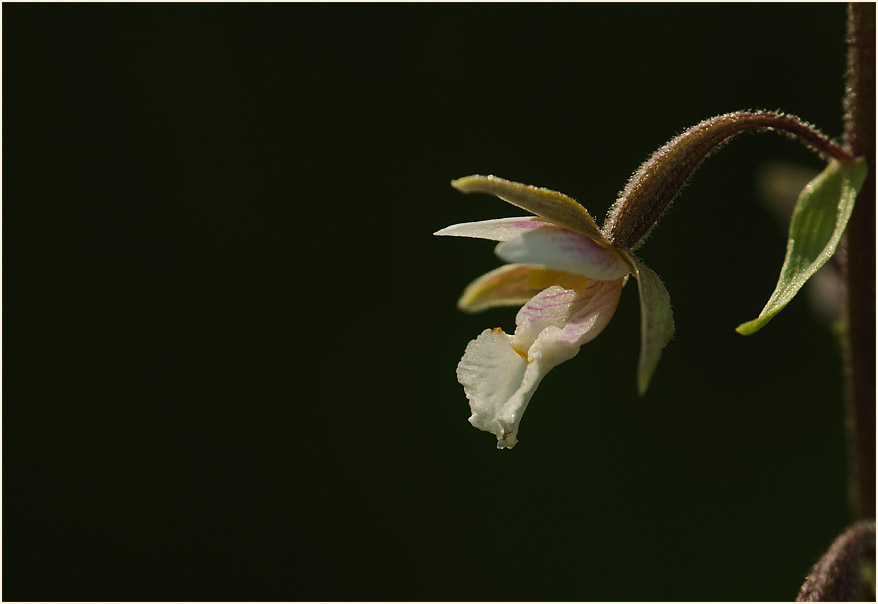 Sumpf-Stendelwurz (Epipactis palustris)