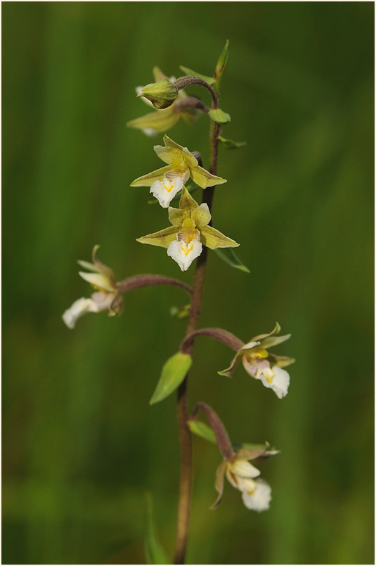 Sumpf-Stendelwurz (Epipactis palustris)