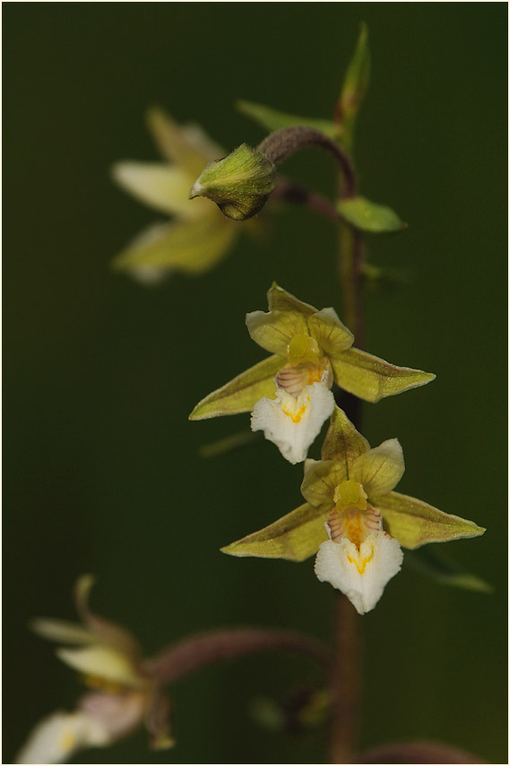 Sumpf-Stendelwurz (Epipactis palustris)