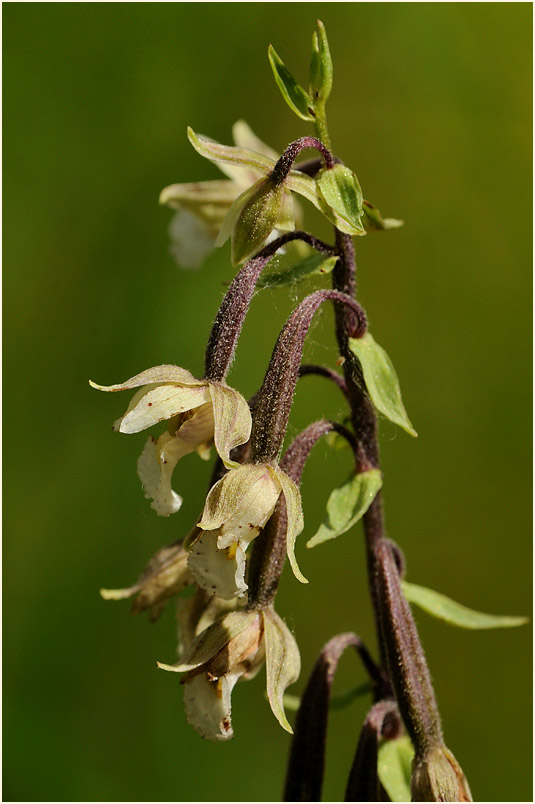 Sumpf-Stendelwurz (Epipactis palustris)