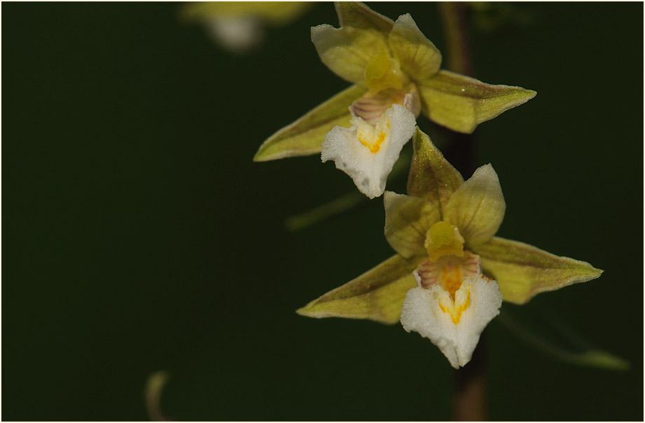 Sumpf-Stendelwurz (Epipactis palustris)