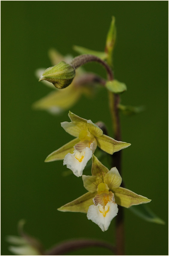 Sumpf-Stendelwurz (Epipactis palustris)