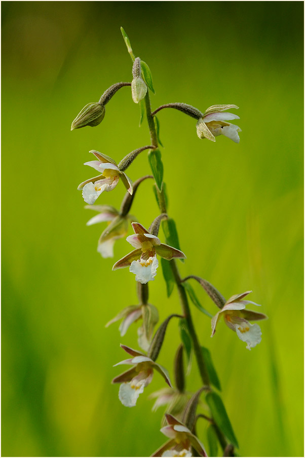 Sumpf-Stendelwurz (Epipactis palustris)