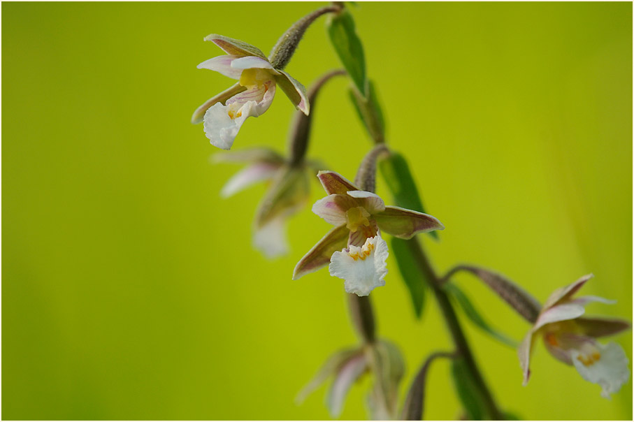 Sumpf-Stendelwurz (Epipactis palustris)