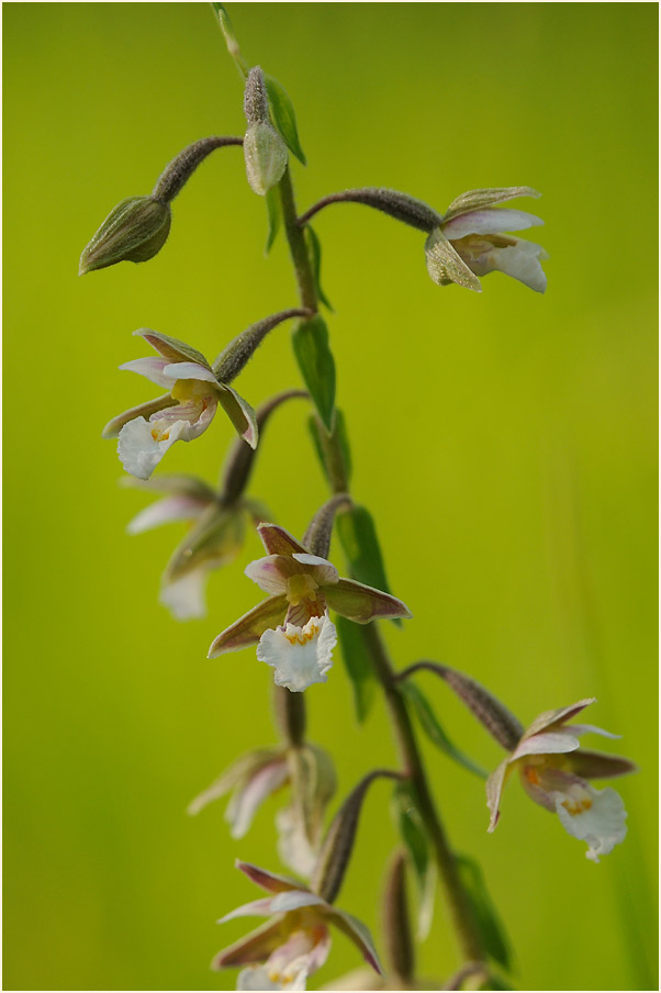 Sumpf-Stendelwurz (Epipactis palustris)