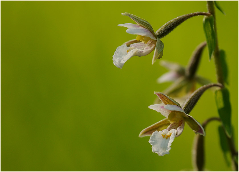 Sumpf-Stendelwurz (Epipactis palustris)