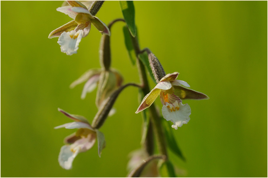 Sumpf-Stendelwurz (Epipactis palustris)