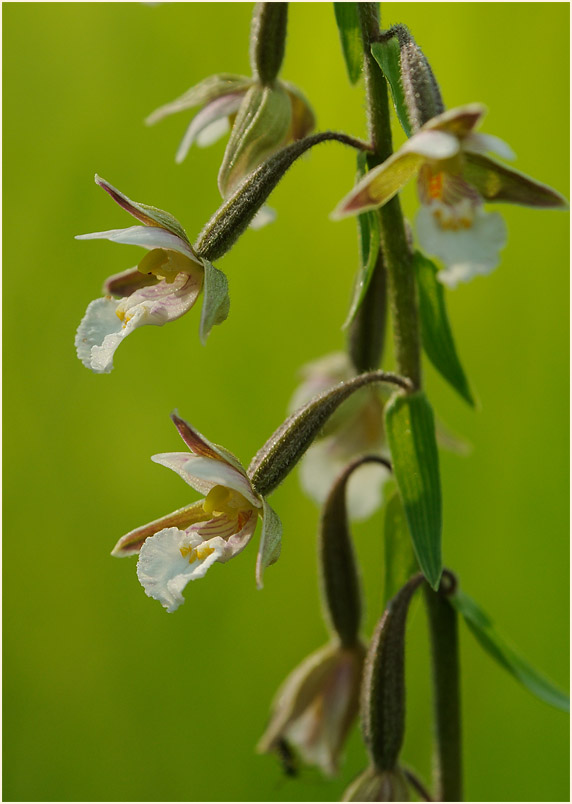 Sumpf-Stendelwurz (Epipactis palustris)