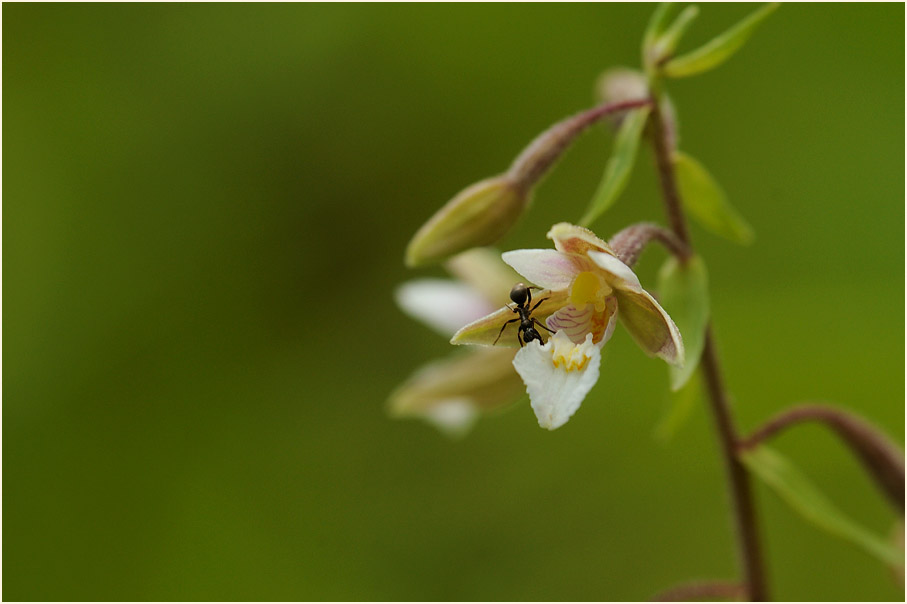 Sumpf-Stendelwurz (Epipactis palustris)