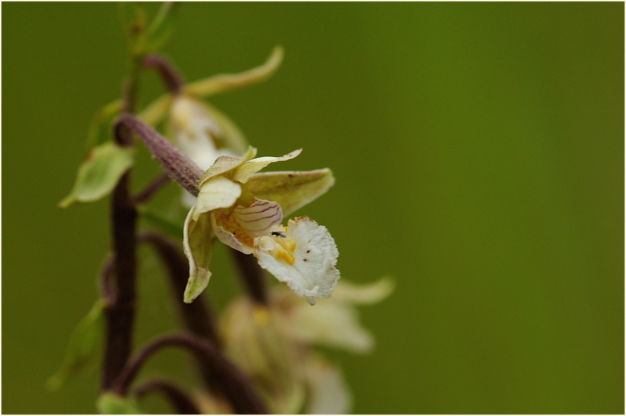 Sumpf-Stendelwurz (Epipactis palustris)