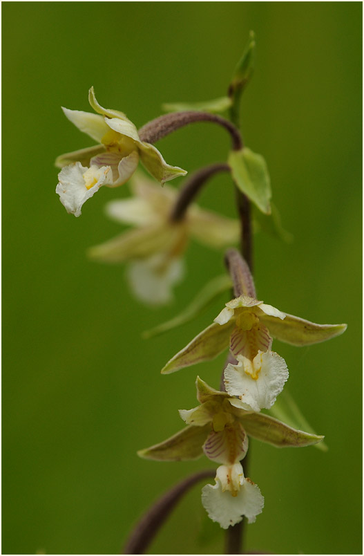 Sumpf-Stendelwurz (Epipactis palustris)