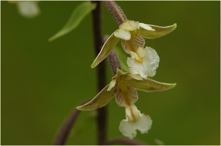 Sumpf-Stendelwurz (Epipactis palustris)