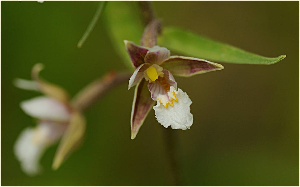 Sumpf-Stendelwurz (Epipactis palustris)