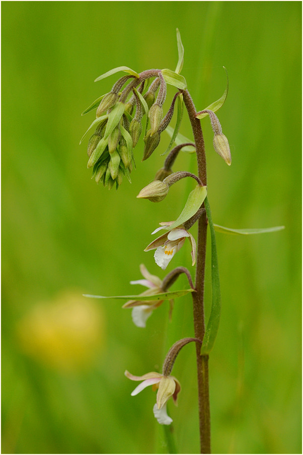 Sumpf-Stendelwurz (Epipactis palustris)