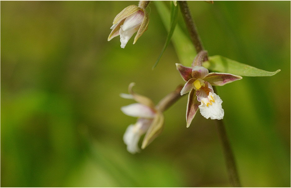 Sumpf-Stendelwurz (Epipactis palustris)