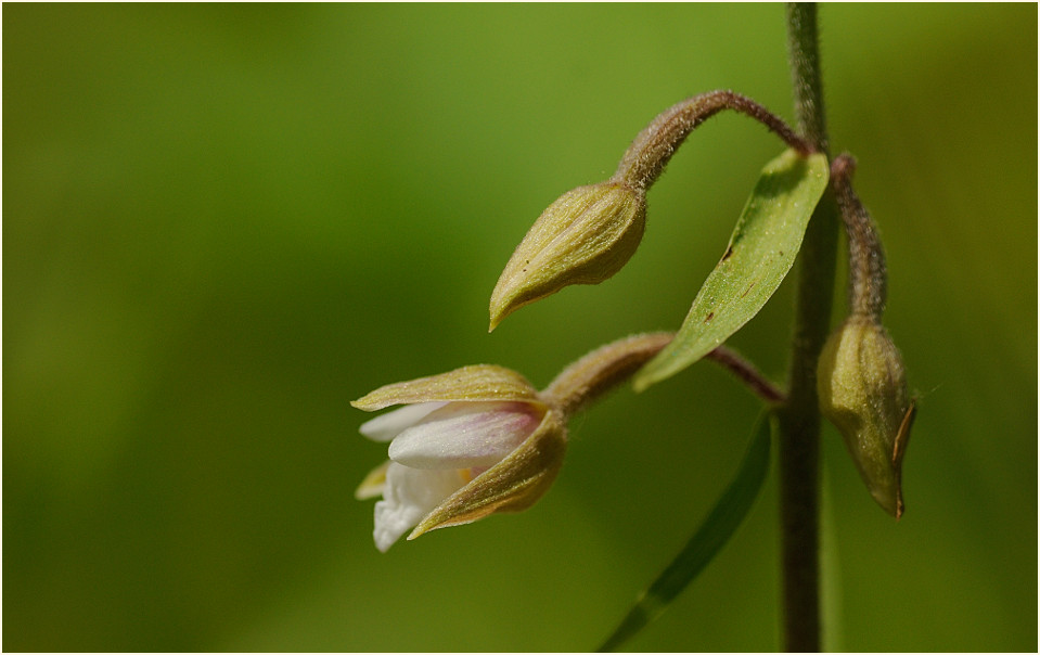 Sumpf-Stendelwurz (Epipactis palustris)