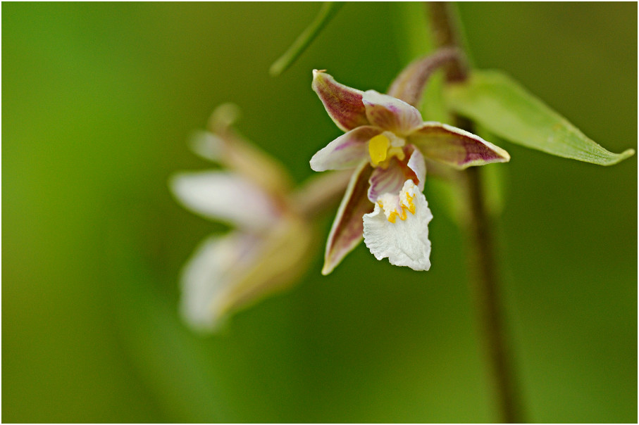 Sumpf-Stendelwurz (Epipactis palustris)