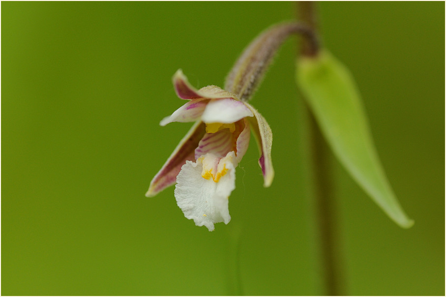 Sumpf-Stendelwurz (Epipactis palustris)