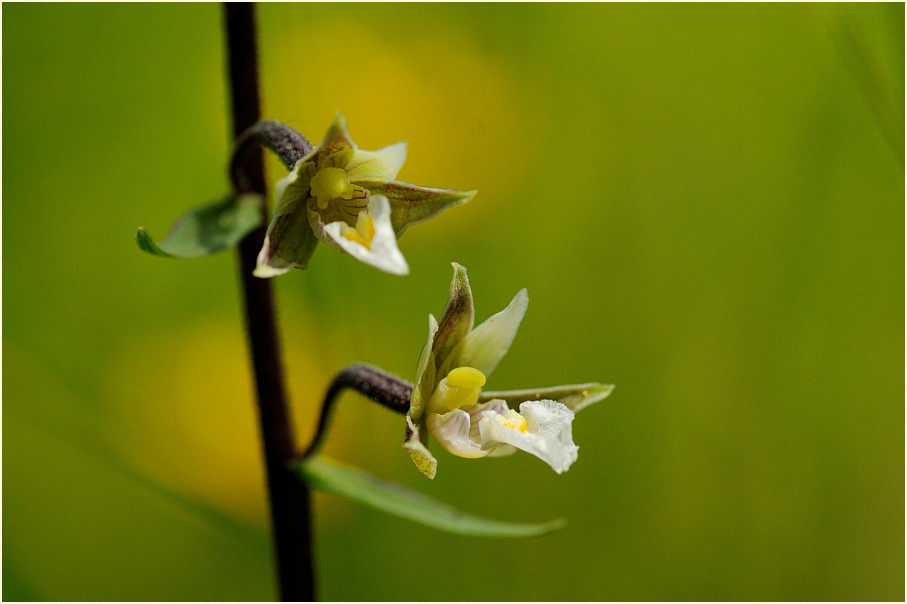 Sumpf-Stendelwurz (Epipactis palustris)