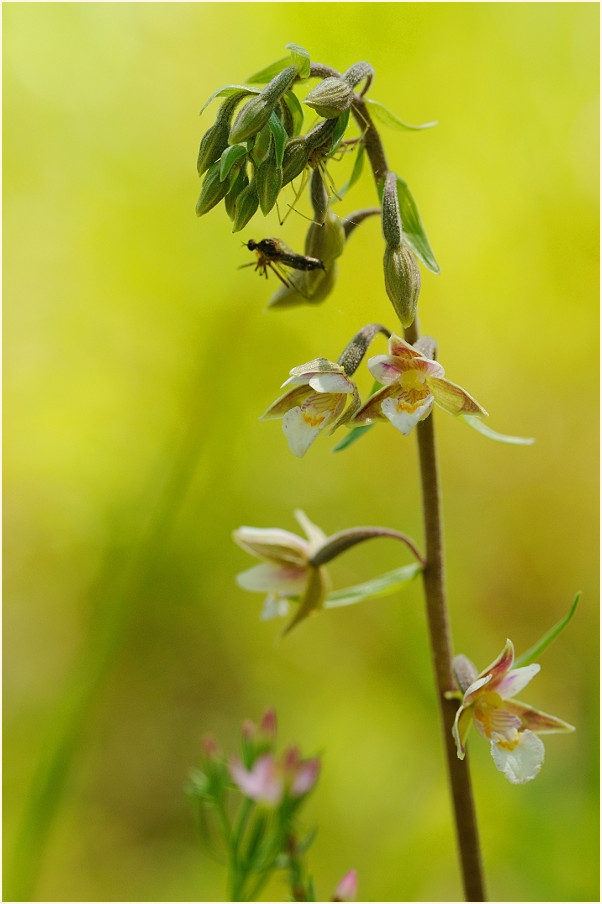 Sumpf-Stendelwurz (Epipactis palustris)