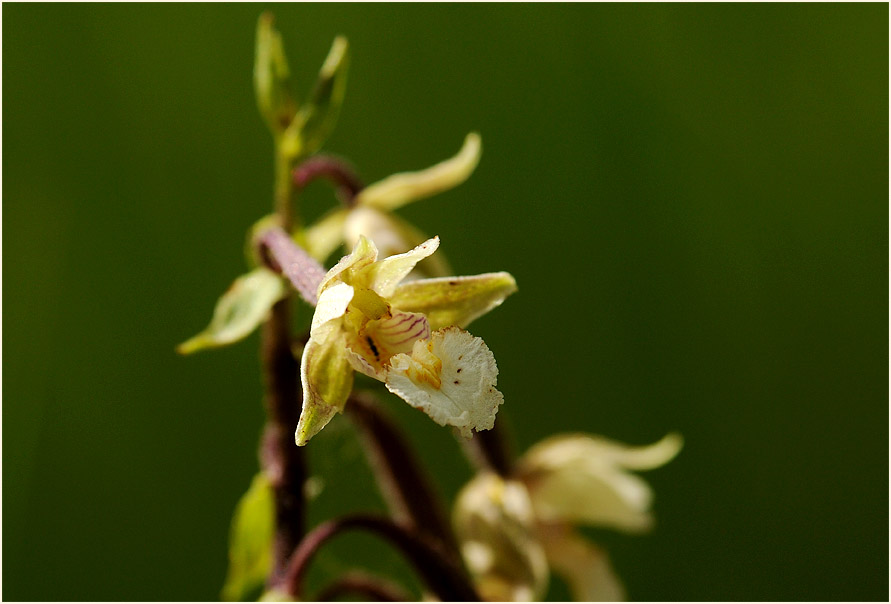 Sumpf-Stendelwurz (Epipactis palustris)