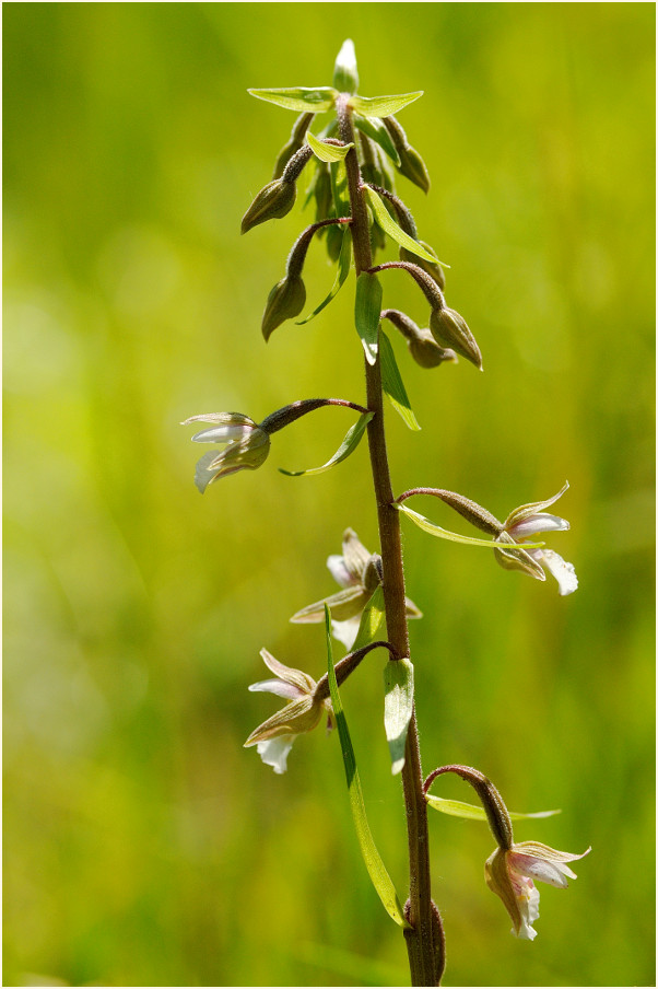 Sumpf-Stendelwurz (Epipactis palustris)