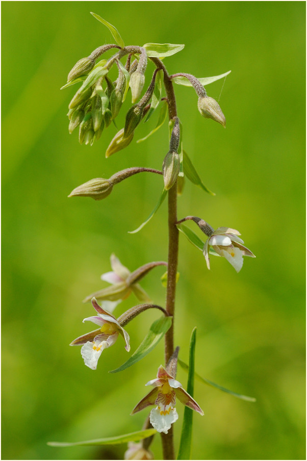 Sumpf-Stendelwurz (Epipactis palustris)