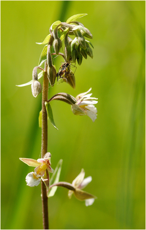 Sumpf-Stendelwurz (Epipactis palustris)
