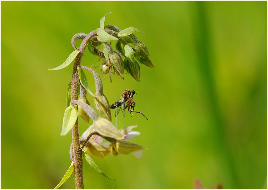 Sumpf-Stendelwurz (Epipactis palustris)