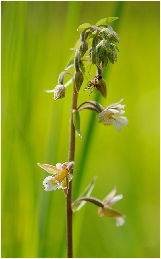 Sumpf-Stendelwurz (Epipactis palustris)