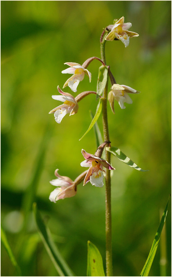 Sumpf-Stendelwurz (Epipactis palustris)